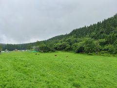 -武陵山森林公园