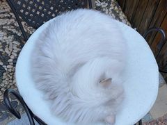 -喵屿·大理花园猫咖