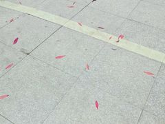 -索拉古贝(义乌北苑店)