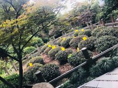 -十八棵（老龙井）御茶园(老龙井店)