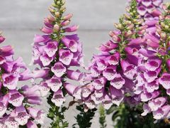 -福田红树林生态公园