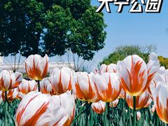 -大宁公园