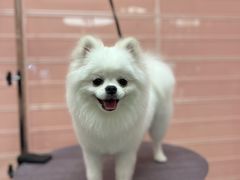 -FAELING PETS美天灵宠物(合生汇店)
