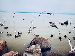 -深圳湾公园(南山区)
