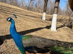 -北京野生动物园