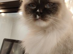 -共舞时光猫咖·狗咖(新街口店)