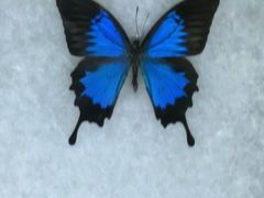 -浙江自然博物院(杭州馆)