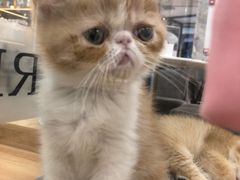 -袖虎·猫馆(体育西路店)