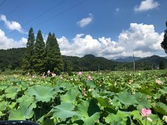 -金山嘴渔村