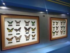 -上海昆虫博物馆