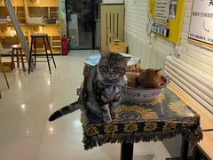 -平行世界·猫咖(首经贸店)