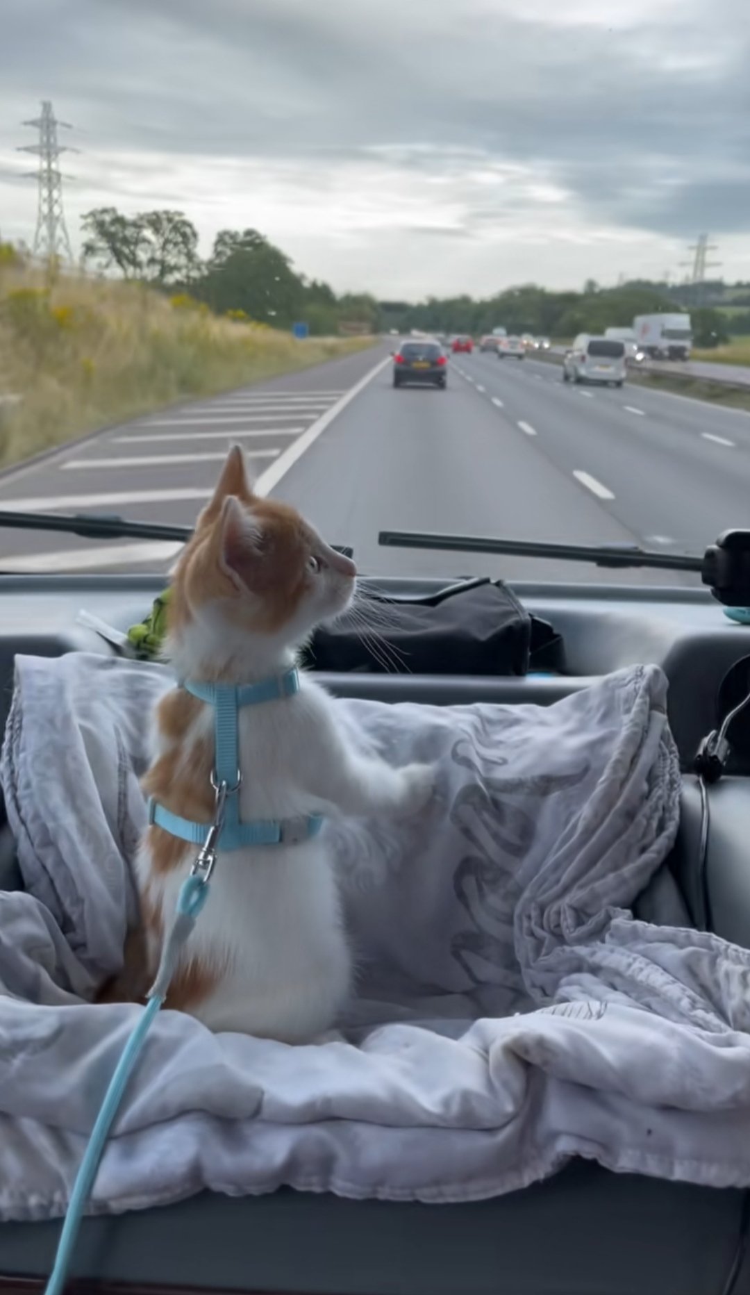 猫和旅游（猫和老鼠旅游篇） 猫和旅游（猫和老鼠旅游篇）《猫和老鼠旅游图片》 旅游攻略