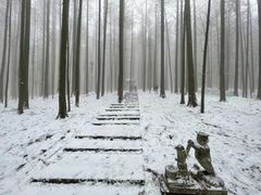 -武陵山森林公园