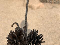 -大锅强·蒸海鲜青岛菜(吾悦广场店)