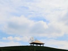 -龙坞茶村