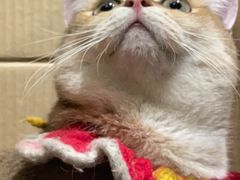 -恒幸动物医院·急重症转诊中心·神经内外科·CT核磁