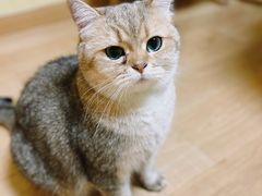 -Meowの猫咖(万家丽店)