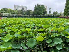 -黄兴公园