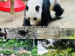 -深圳野生动物园
