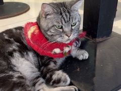 -平行世界·猫咖(首经贸店)