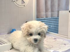 -翊宠yipet猫狗购宠庄园犬舍•猫舍