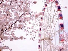-顾村公园