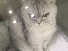 -申普宠物医院·心脏介入·心血管微创(总院)