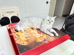 -艾贝尔宠物医院·狂犬免疫点(江山金象城店)