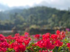 -西双版纳原始森林公园