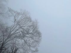 -牛背梁国家森林公园