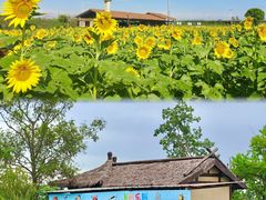 -杭州湾海上花田景区