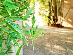 -福田红树林生态公园