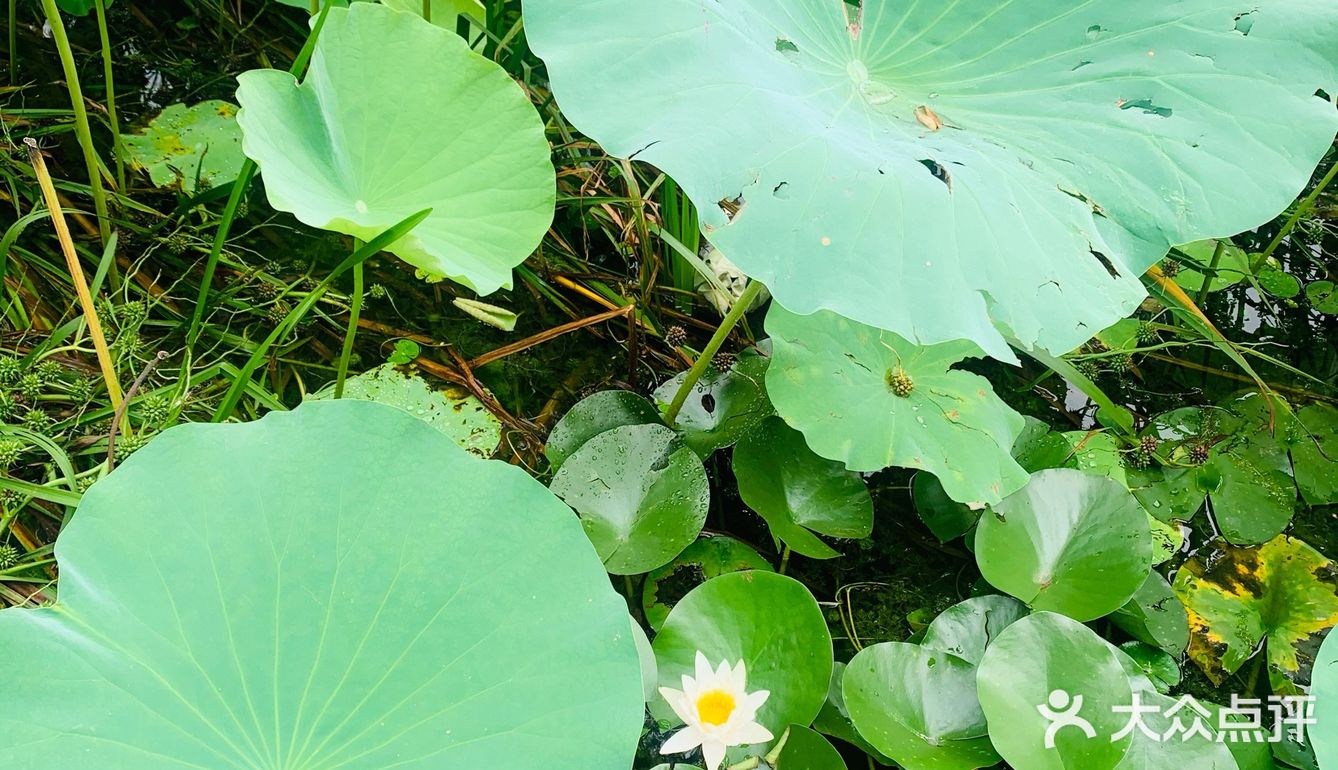 北京最值得去的免费公园｜紫竹院赏荷花🌸