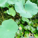 北京最值得去的免费公园｜紫竹院赏荷花🌸