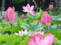 -莲花池公园
