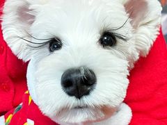 -瑞鹏动物医院宠美康(扬子江路分院)