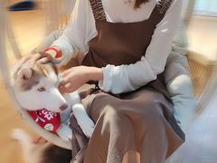 -Husky Go! 哈士奇体验馆·宠物咖啡厅狗咖