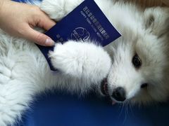 -芭比堂动物医院·犬猫全科·异宠专科(雁塔分院)