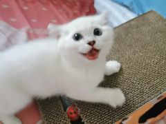 -欣宠猫屋·矮脚拿破仑·蓝金金渐层