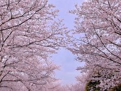 -顾村公园