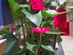 -新雅粤菜馆(南京东路店)