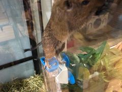 -藦茜花园宠物主题亲子互动体验馆(国顺东路店)