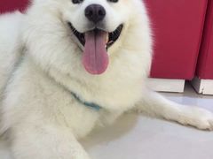 -顺强宠物诊所·狂犬免疫·夜诊·骨科(嘉定店)
