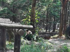 -都江堰中华大熊猫苑
