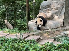 -中国大熊猫保护研究中心雅安碧峰峡基地