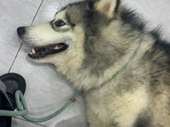 -瑞派蒂凯宠物医院·免疫点·宠保定点