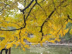 -香山公园