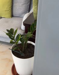 -瑶芳清颜草本祛痘