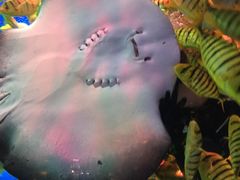 -芜湖新华联大白鲸海洋公园