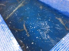 -鸿渡渔庄·特色鸭咀鱼